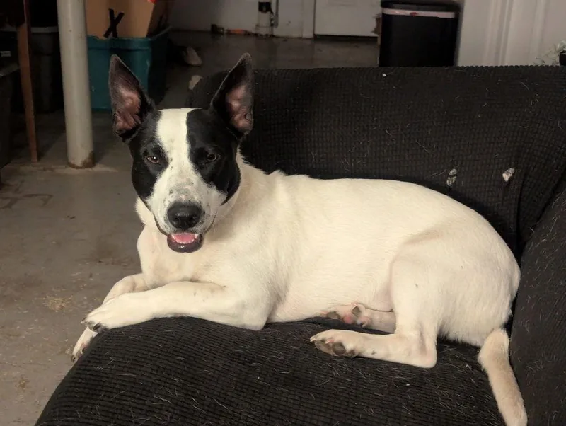 Pearl +. ~ Cp thumbnail 3