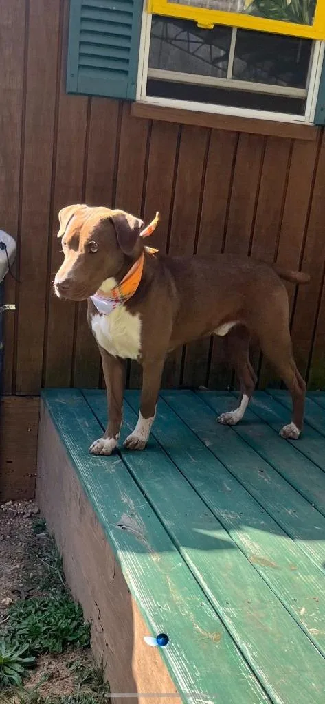 Milk Dud thumbnail 3