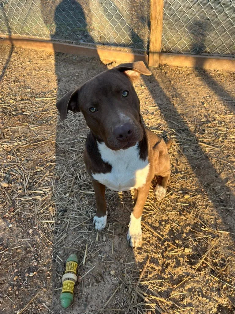 Milk Dud thumbnail 4