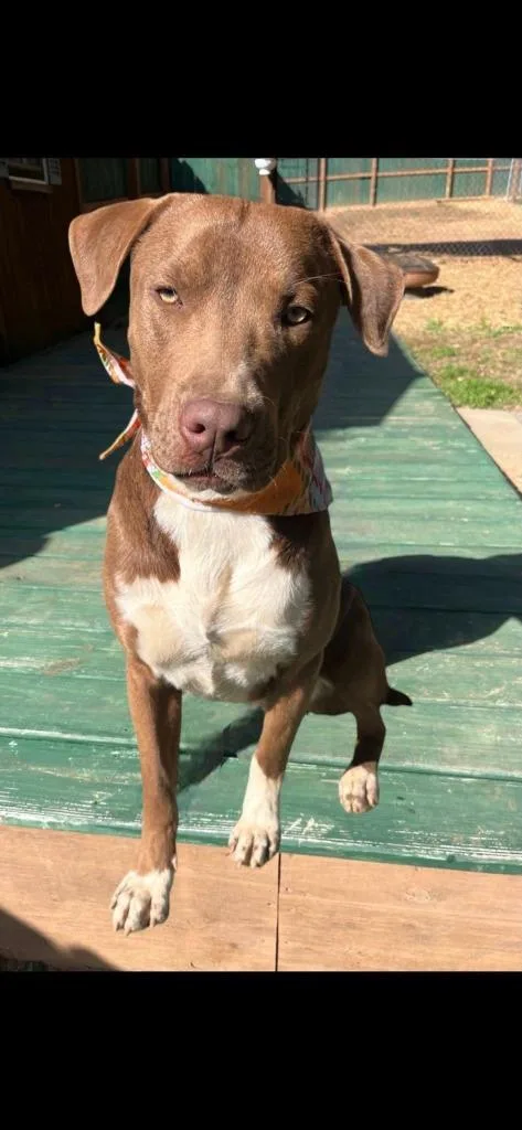 Milk Dud thumbnail 5