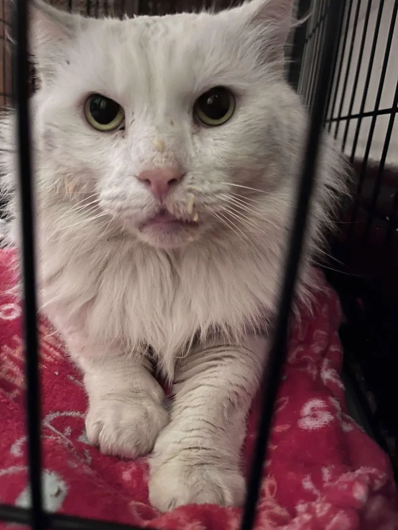 An adult medium-sized male White Domestic Short Hair cat named Winter for adoption in Roslindale, MA