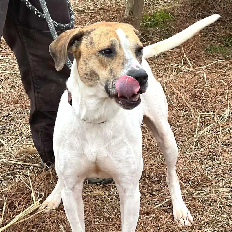 An adult large-sized female White / Cream Mixed Breed dog named Target for adoption in Huntington, WV