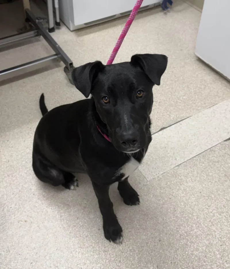 A baby large-sized female Labrador Retriever dog named Maple for adoption in Grants Pass, OR