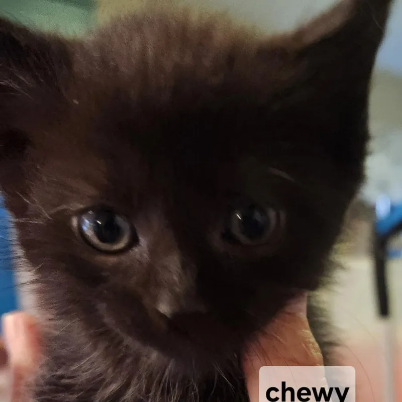 A baby small-sized male Black Domestic Medium Hair cat named Fchewy for adoption in Arizona City, AZ