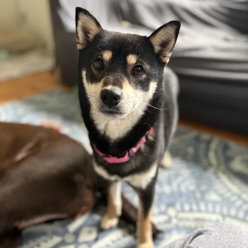 An adult small-sized female Black Shiba Inu dog named Poppy for adoption in Rochester, MN