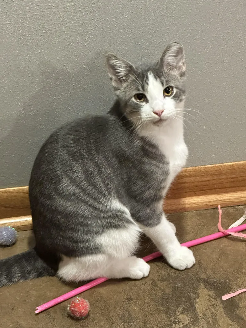 A baby medium-sized male Domestic Short Hair cat named Ollie for adoption in Sauk City, WI