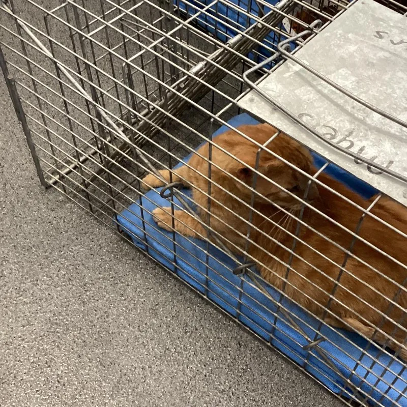 A young small-sized male Orange / Red Domestic Short Hair cat named Clementine for adoption in Montgomery, AL