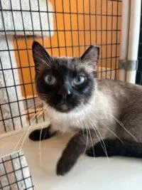 An adult medium-sized female Domestic Short Hair cat named Rye for adoption in Las Vegas, NV