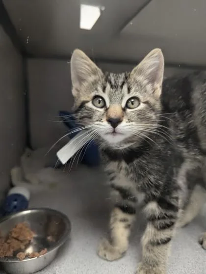 A baby medium-sized male Domestic Medium Hair cat named Pickle Petsmart Northborough for adoption in East Brookfield, MA