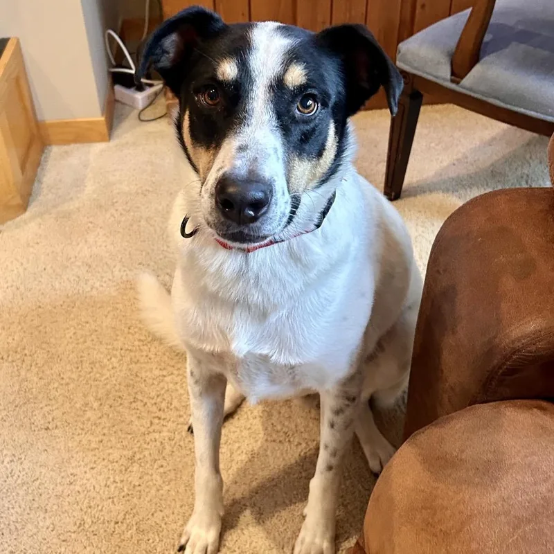 An adult large-sized male Cattle Dog dog named Luigi for adoption in Crystal, MN