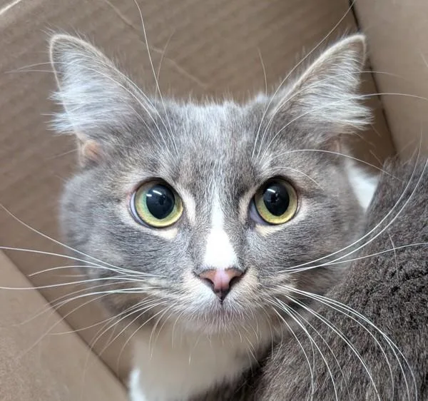 A young medium-sized female Domestic Short Hair cat named Parsnip for adoption in El Cajon, CA