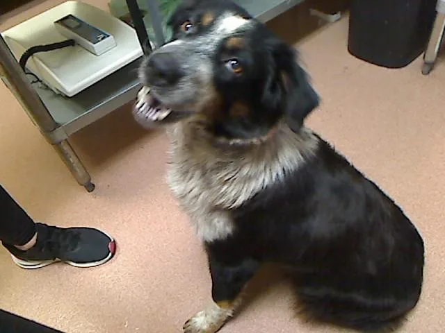An adult medium-sized female Australian Shepherd dog named Dixie for adoption in Cookeville, TN
