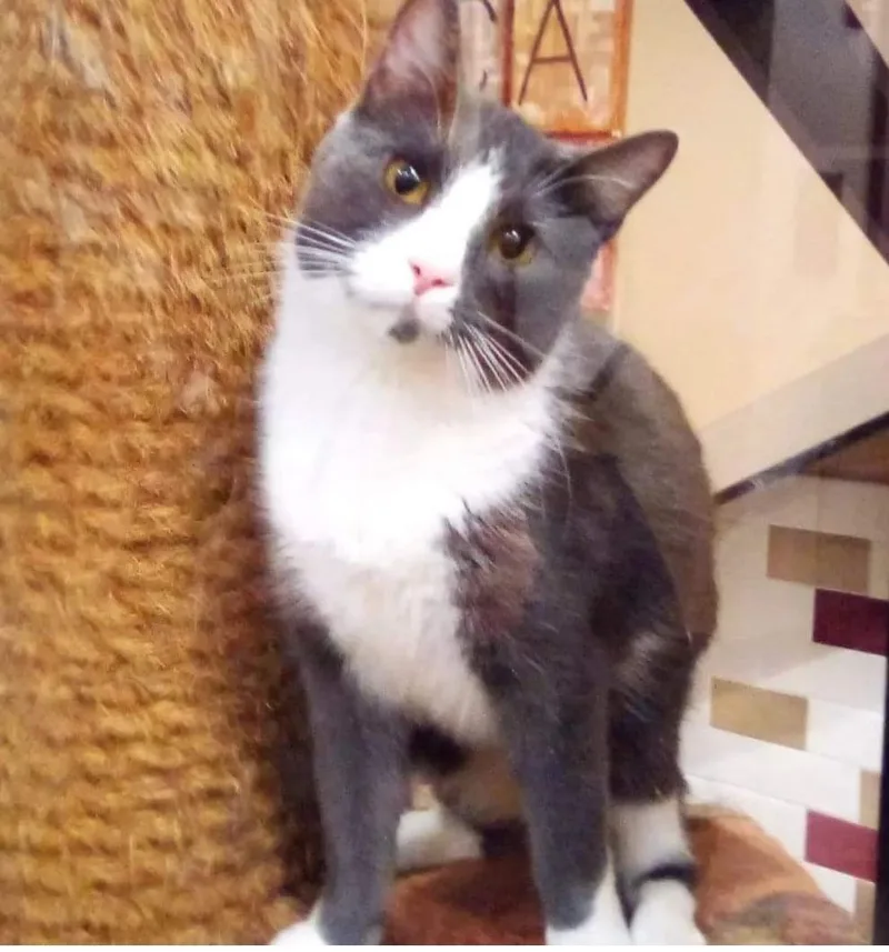 An adult medium-sized male Gray & White Domestic Short Hair cat named 71 for adoption in Pawtucket, RI