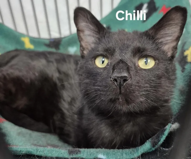 A young medium-sized male Domestic Short Hair cat named Chilli for adoption in Kendallville, IN