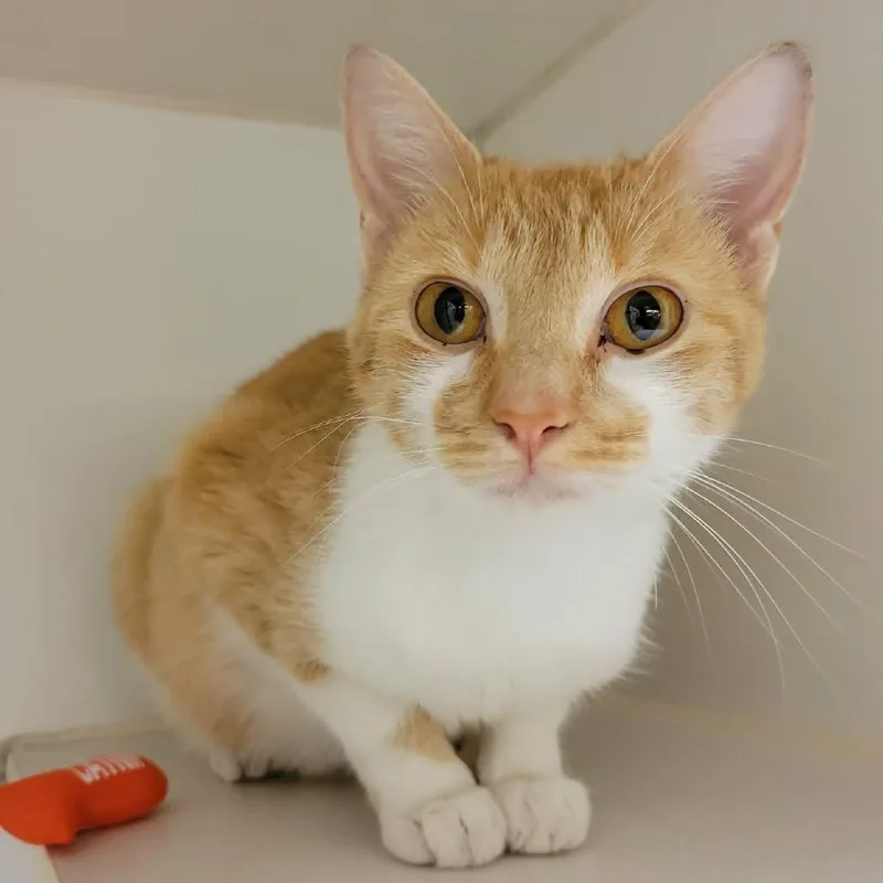 An adult medium-sized female Orange / Red Domestic Short Hair cat named Allie for adoption in Columbia, MO