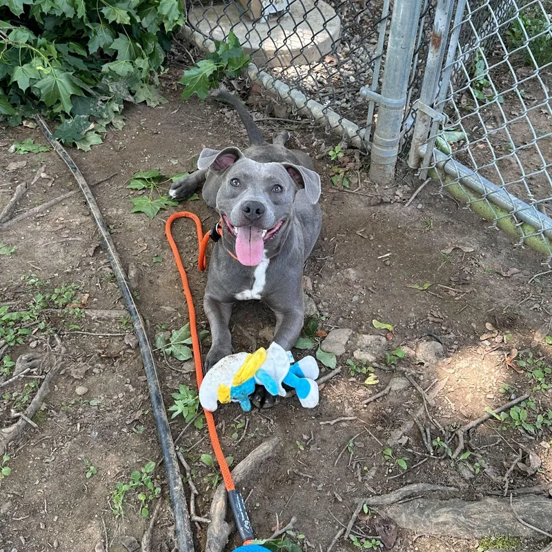 Leprechaun Larry thumbnail 2