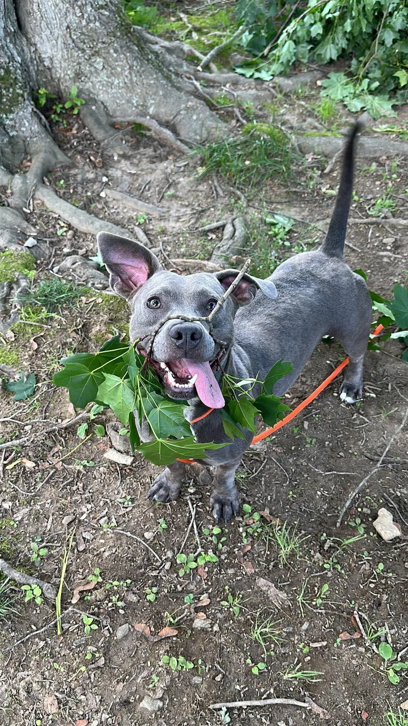 Leprechaun Larry thumbnail 3