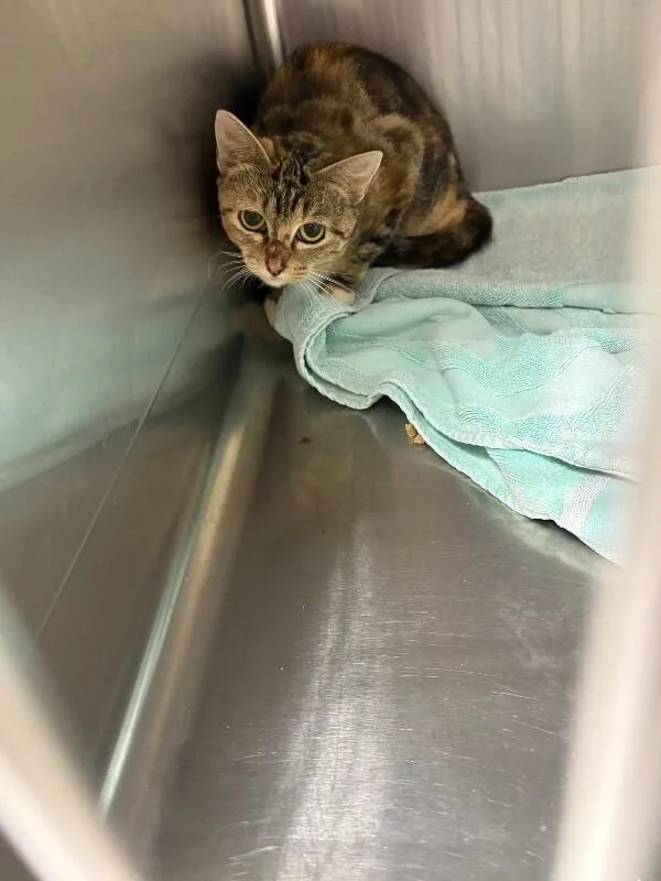 An adult medium-sized female Tabby (Brown / Chocolate) Domestic Short Hair cat named Unknown for adoption in Burgaw, NC