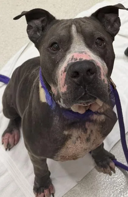 A senior large-sized male Pit Bull Terrier dog named Milo for adoption in Honolulu, HI