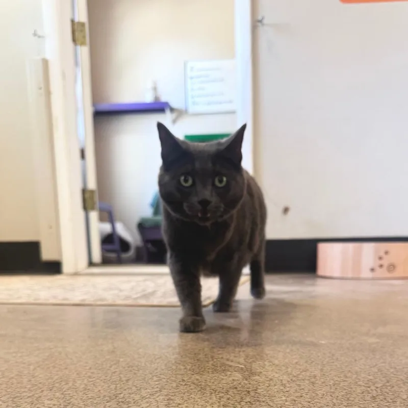 An adult large-sized female Gray / Blue / Silver Domestic Short Hair cat named Ladybird for adoption in Las Vegas, NV