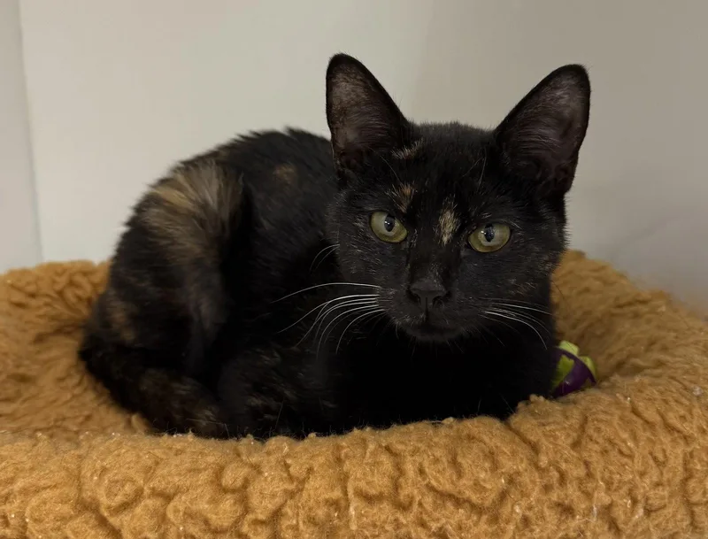 A young medium-sized female Domestic Short Hair cat named Babygrand for adoption in Satellite Beach, FL