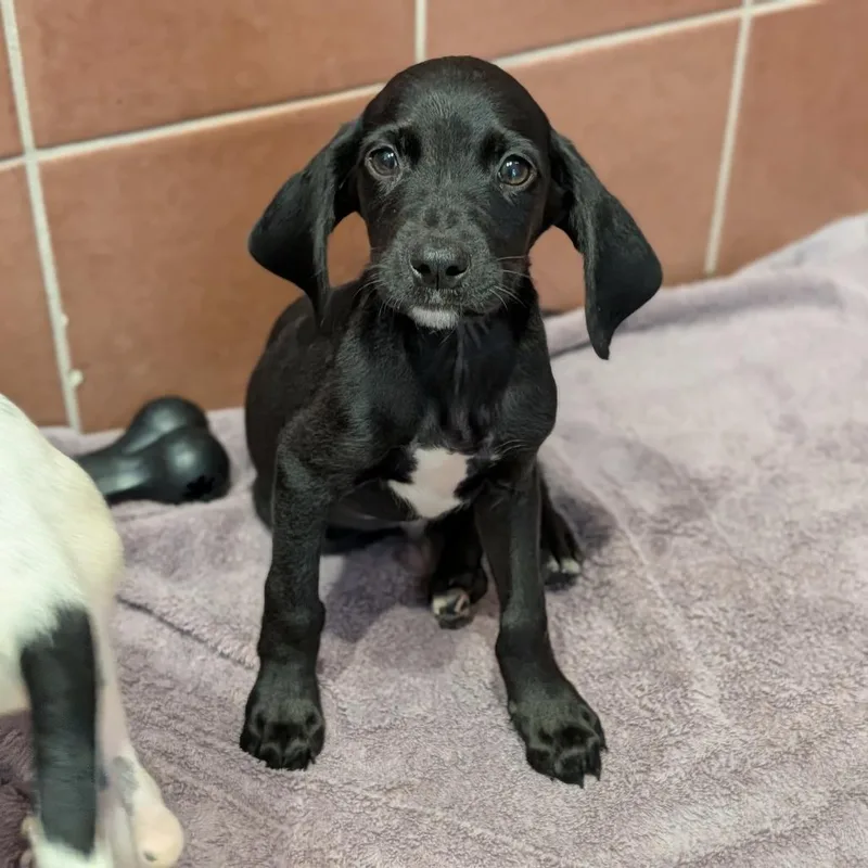 A baby medium-sized male Mixed Breed dog named Willie for adoption in Fenton, MI
