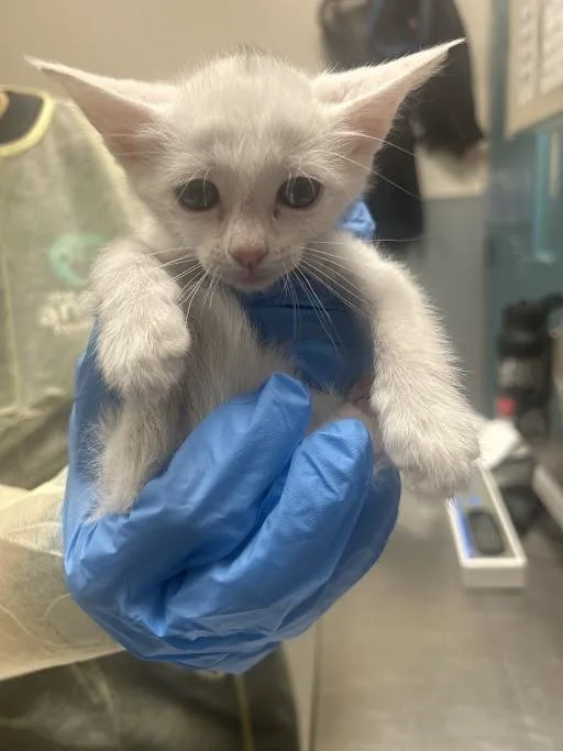 A baby small-sized female Domestic Short Hair cat named Karen for adoption in Las Vegas, NV