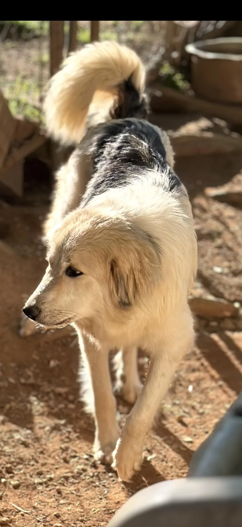 A young medium-sized female Great Pyrenees dog named Clover for adoption in Stuart, VA