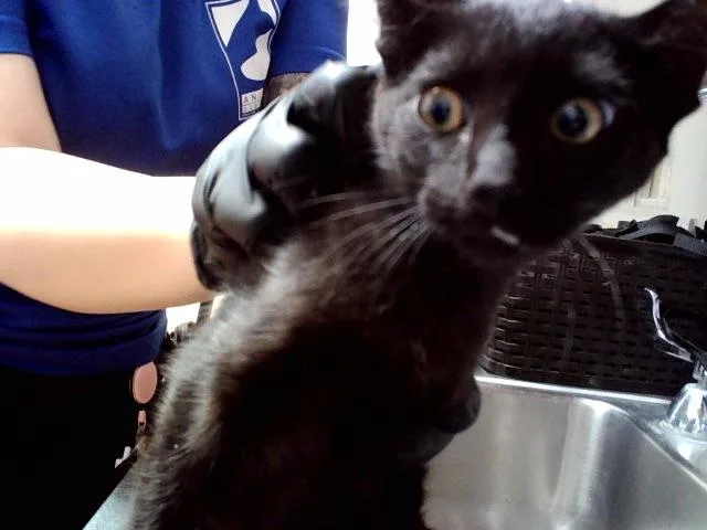A baby small-sized male Domestic Short Hair cat named Charlie for adoption in Martinez, CA