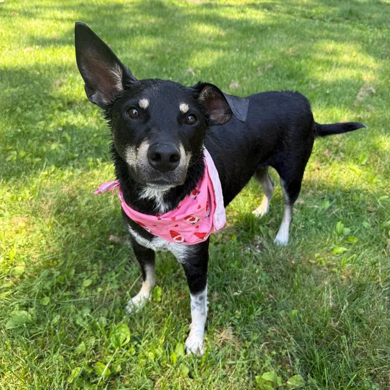 An adult medium-sized female Black Shepherd dog named Sammie for adoption in Staten Island, NY