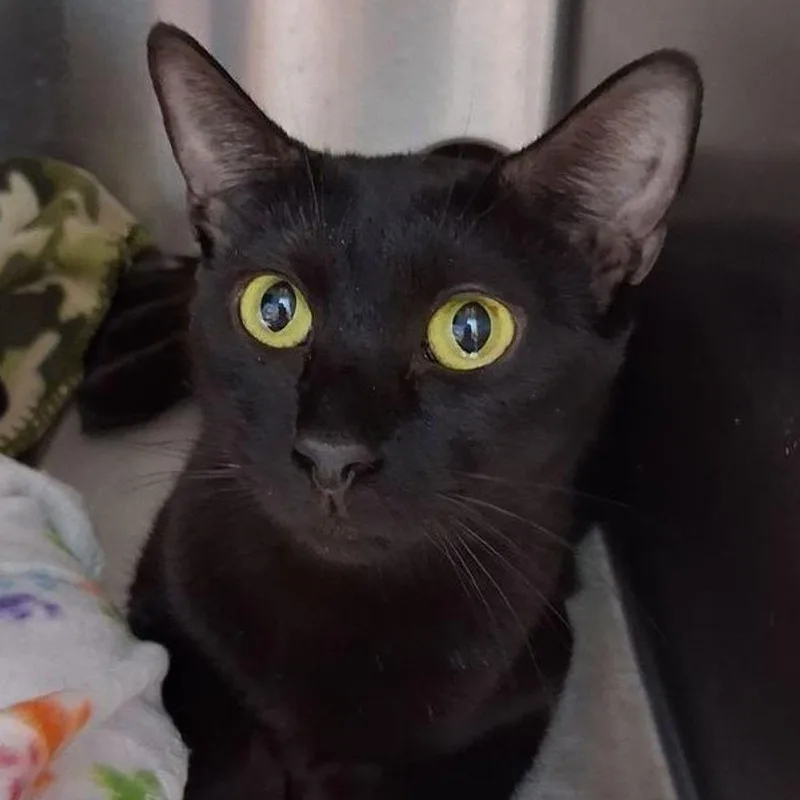 An adult medium-sized female Black Domestic Short Hair cat named Sassy for adoption in Kingman, AZ