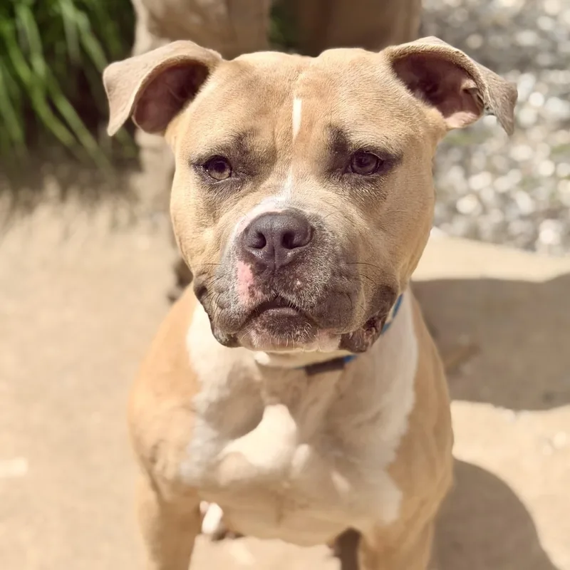 An adult large-sized female Yellow / Tan / Blond / Fawn Pit Bull Terrier dog named Mia for adoption in Jackson, NJ