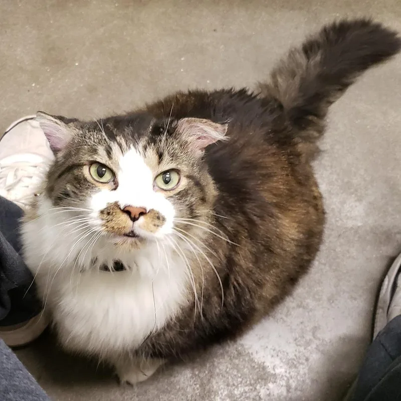 A senior extra large-sized male Domestic Long Hair cat named Klaws for adoption in Chicago, IL