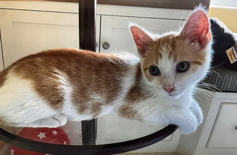 A baby medium-sized male Domestic Short Hair cat named Rite Aid for adoption in Cincinnati, OH