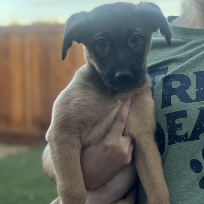 A baby medium-sized female Yellow / Tan / Blond / Fawn Dutch Shepherd dog named Alice for adoption in Brentwood, CA
