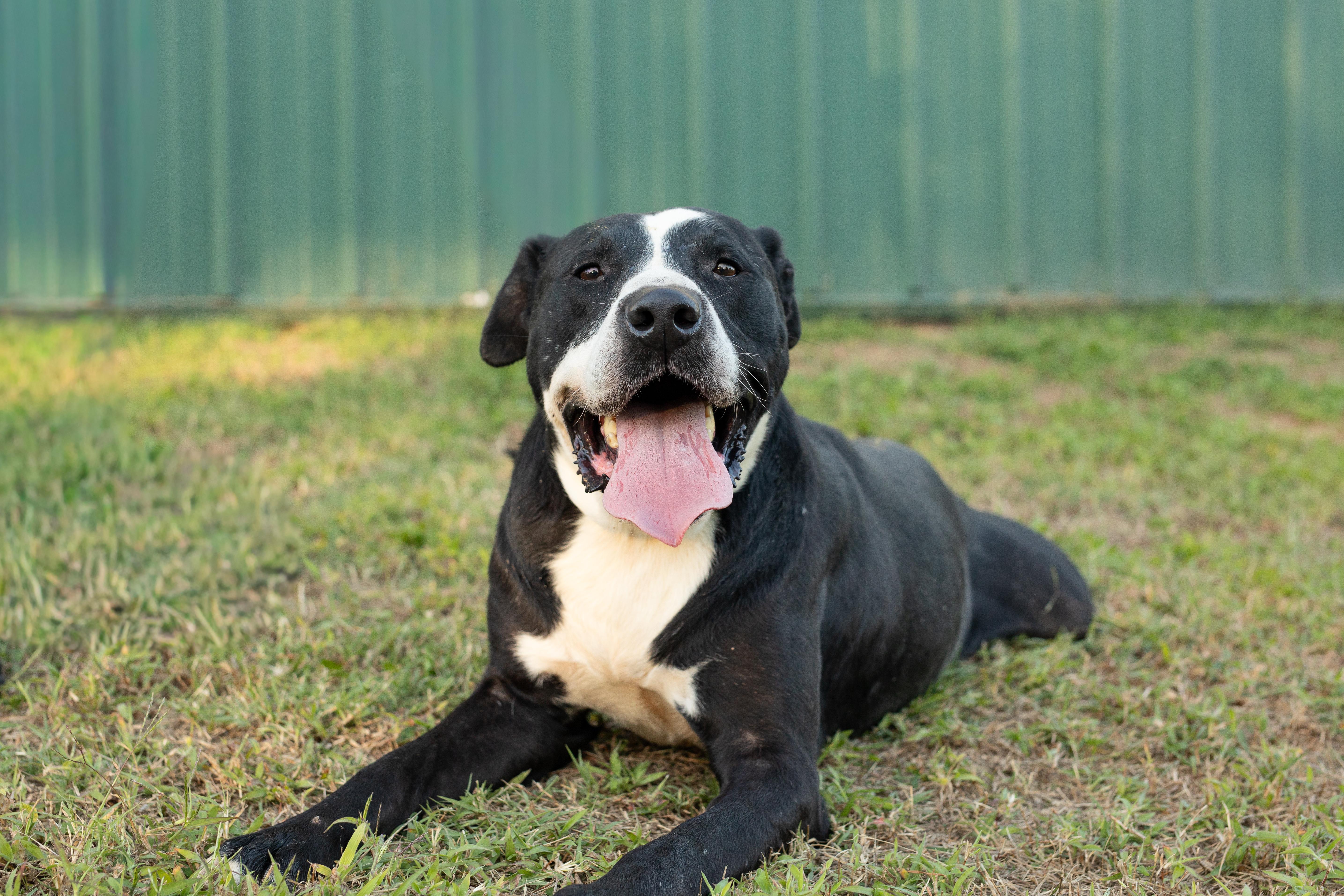 An adult large-sized male Pit Bull Terrier dog named Dalton for adoption in Dixon, KY