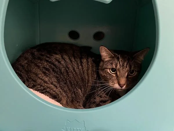 An adult medium-sized male Domestic Short Hair cat named Socks for adoption in Stratham, NH