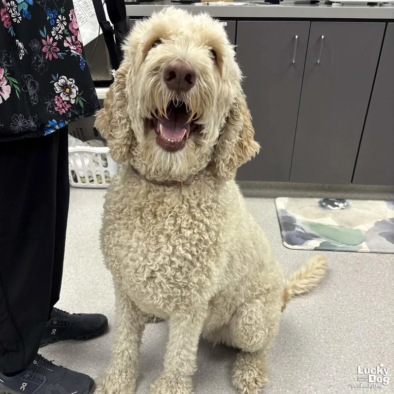 An adult extra large-sized female Golden Retriever dog named Rosie for adoption in Washington, DC