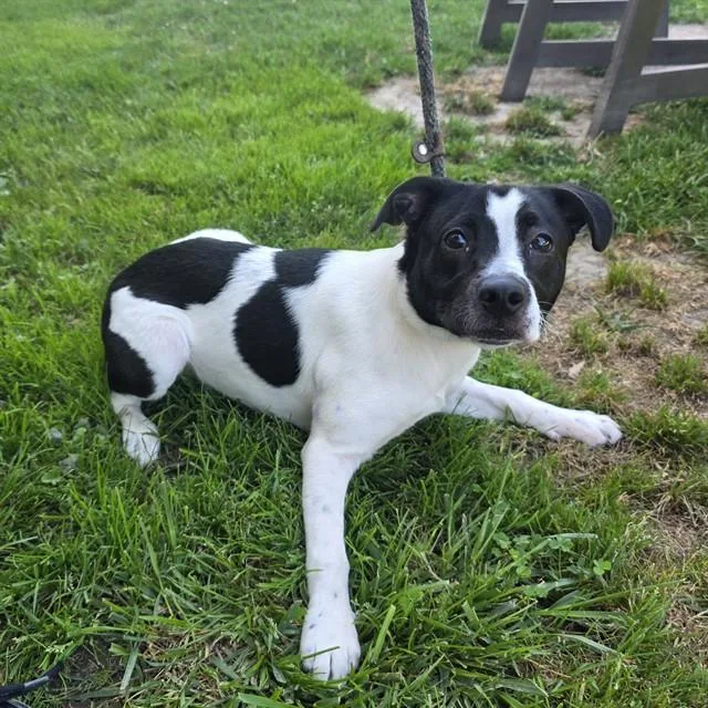 A young medium-sized female Rat Terrier dog named Wiggles for adoption in Long Beach, CA