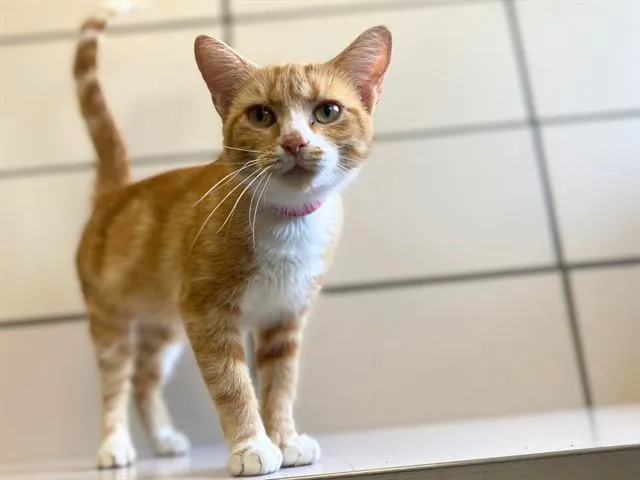A young small-sized female Domestic Short Hair cat named Snow White for adoption in Fort Wayne, IN