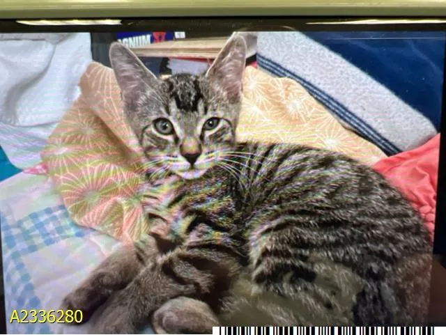 A baby small-sized male Domestic Short Hair cat named Trix for adoption in West Palm Beach, FL