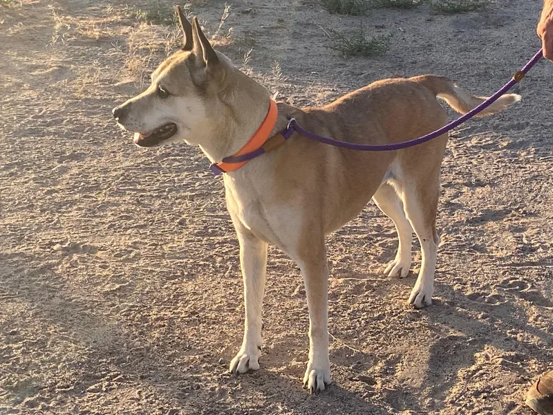 An adult medium-sized female Apricot / Beige Mixed Breed dog named Paisley for adoption in Carson City, NV