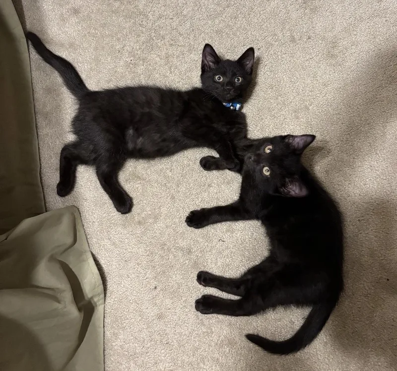 A baby small-sized male American Shorthair cat named Bear And Sushi for adoption in Dunwoody, GA