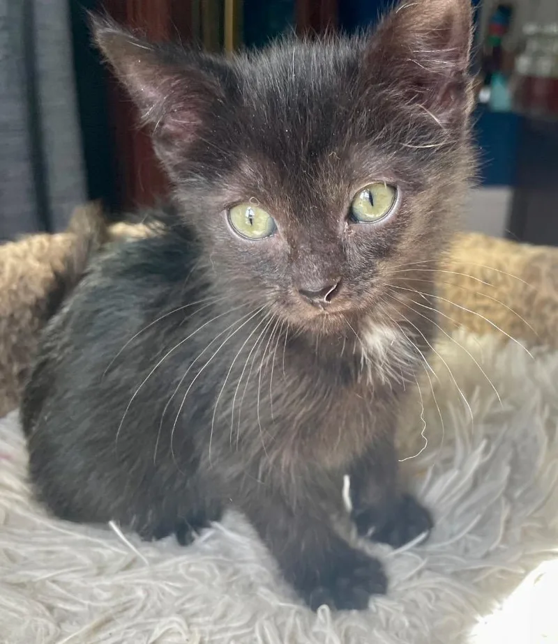 A baby small-sized female Domestic Short Hair cat named Mina for adoption in Newaygo, MI