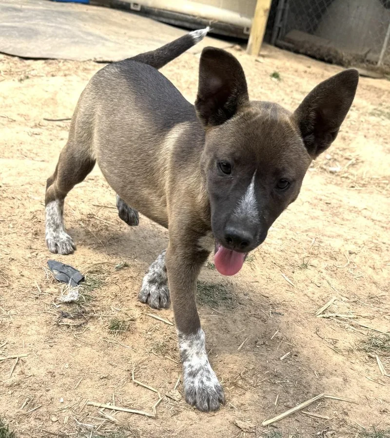 Gracey  Holly’s Litter