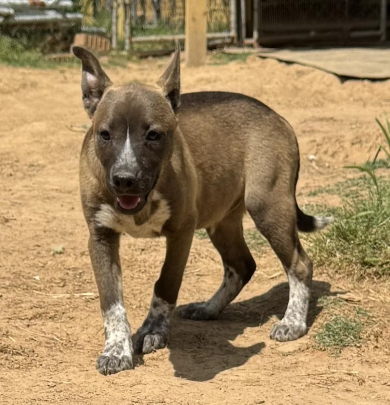 Gracey  Holly’s Litter thumbnail 3