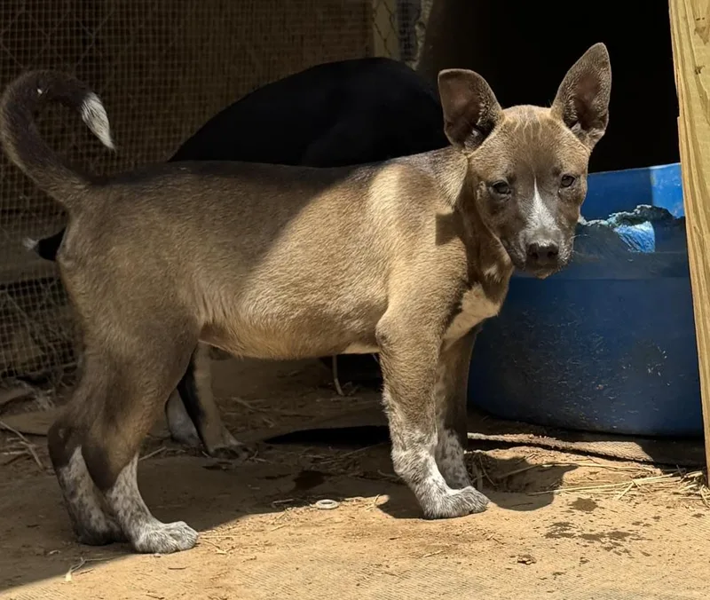 Gracey  Holly’s Litter thumbnail 4
