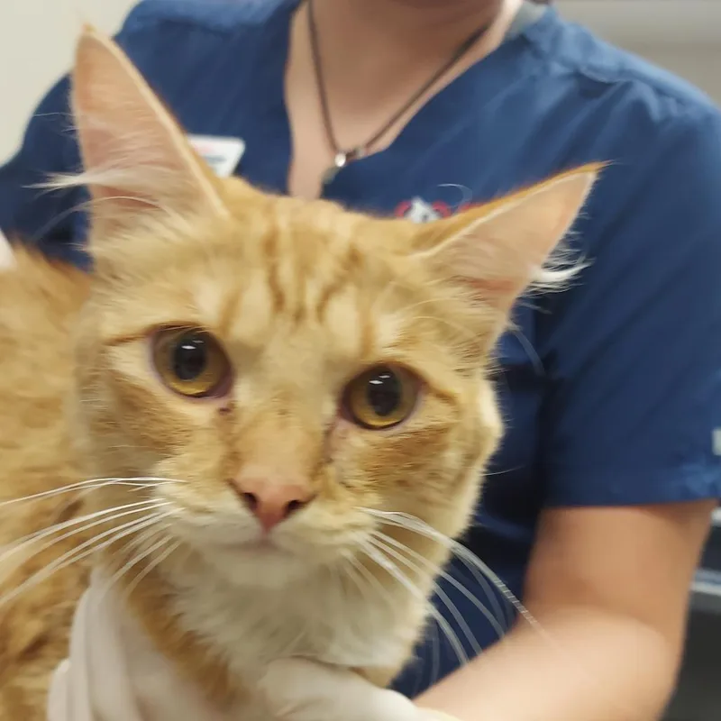A young medium-sized male Orange / Red Domestic Short Hair cat named Binx for adoption in Reno, NV