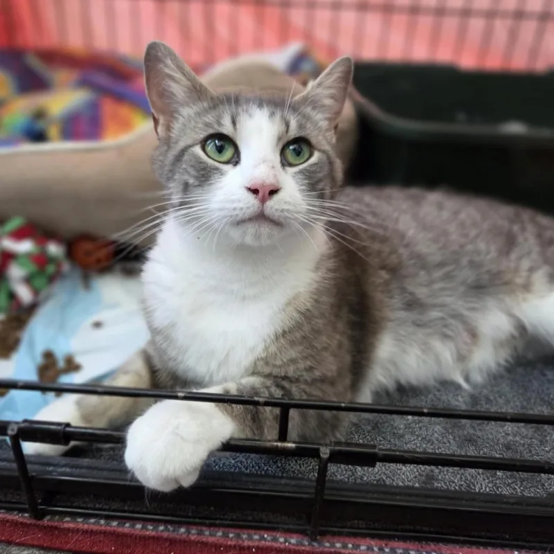 An adult small-sized female Domestic Short Hair cat named Janet for adoption in Reisterstown, MD