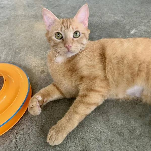 Fire Skunk thumbnail 2